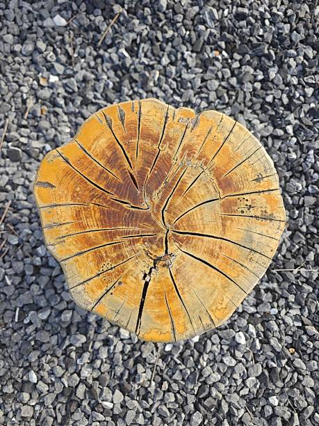 Close-up of a tree stump cross section placed on a bed of black gravel. The stump displays distinct growth rings and natural wood textures, with the rough, brownish-orange wood contrasting against the smooth, dark gravel background.