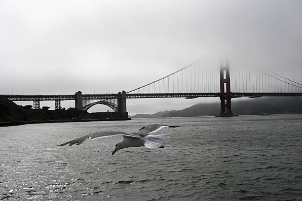 Golden Gate Bridge in a fog, San Francisco, California, USA