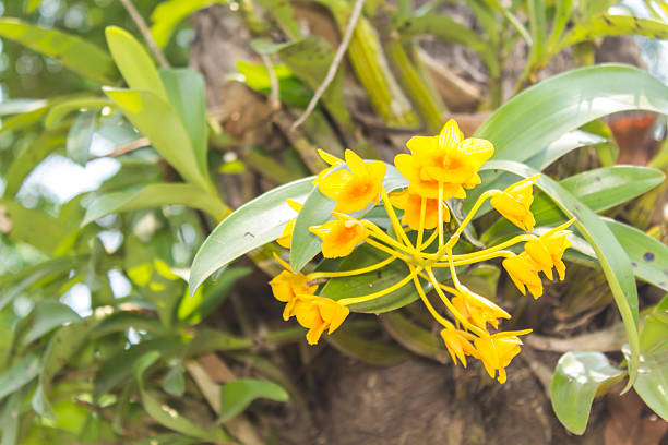 Dendrobium chrysotoxum Lindl, yellow orchid