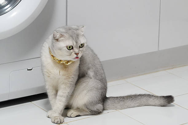 Fluffy gray cat with golden collar sits gracefully on tiled floor, showcasing its curious expression and elegant posture. background features washing machine, adding domestic touch to scene