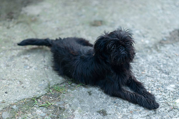 Black Belgian Griffon puppy Relaxing on Concrete