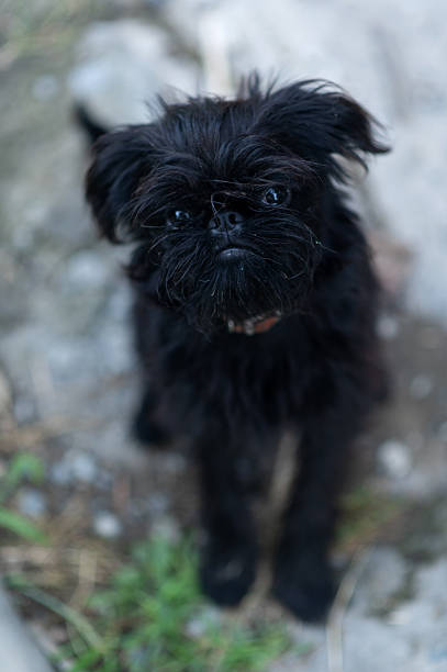 Adorable Black Belgian Griffon Puppy Portrait