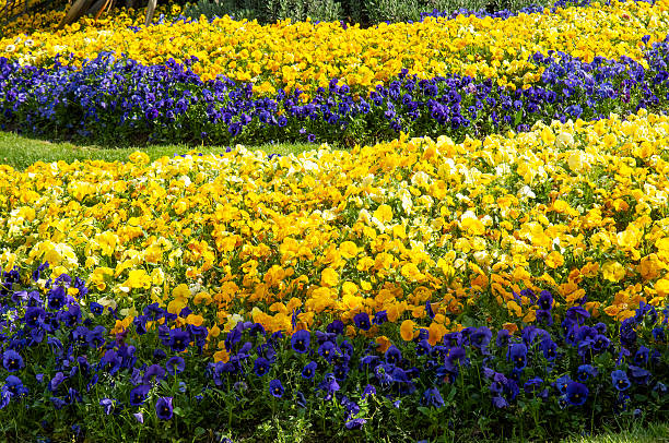 Background of the many blooming viola flowers