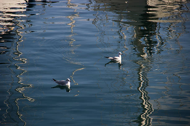 Two seagulls swimming on calm blue water with abstract reflections of boats and masts