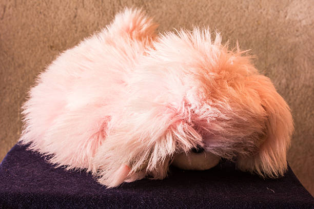 Still life Cute pink dog brown doll