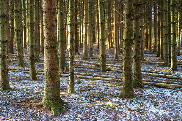 Spruce forest with snow on the ground