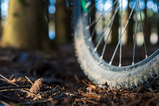 Muddy mountain bike wheel with pine cones on forest floor
