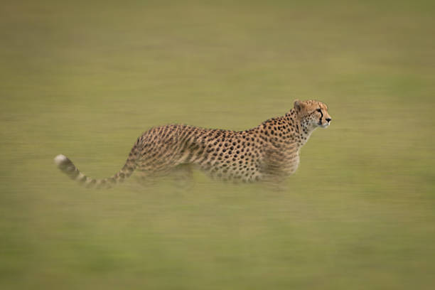 istock Slow pan of female cheetah walking past 2260241945