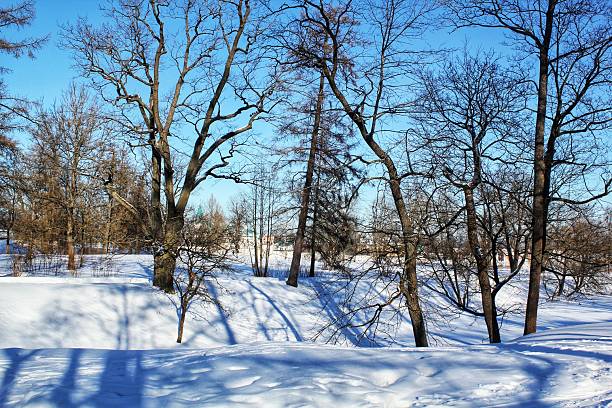 Winter forest landscape featuring bare deciduous and coniferous trees standing in deep white snow with long blue shadows on a bright sunny day under a clear blue sky in a natural outdoor environment