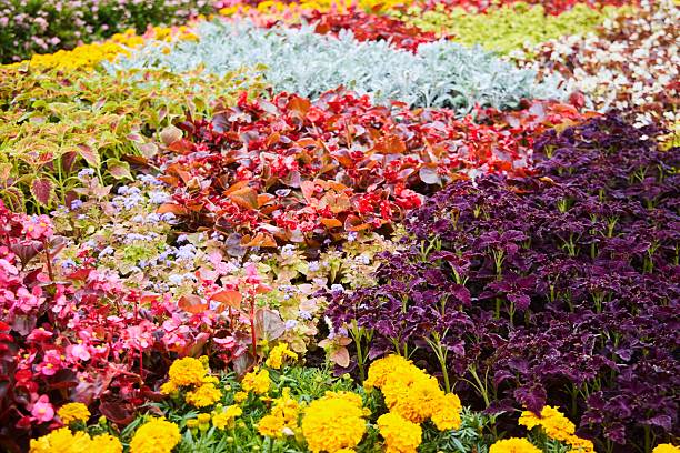 Beautiful colorful flower beds