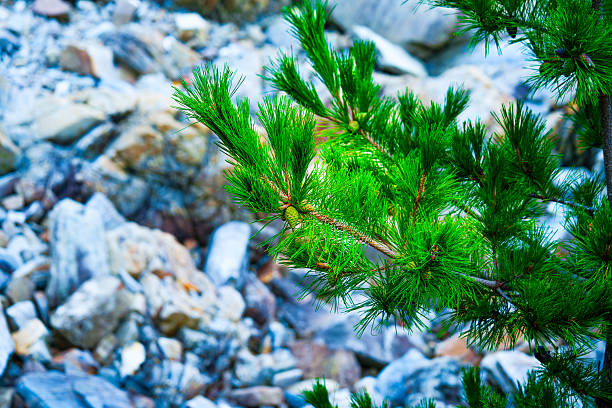 Branch of Pine Tree with needles and Pine Cone. Pine tree branch with cones in autumn. Rocks in the background. Close-up of pine branches with green pinecone. Soft focus. High quality photo