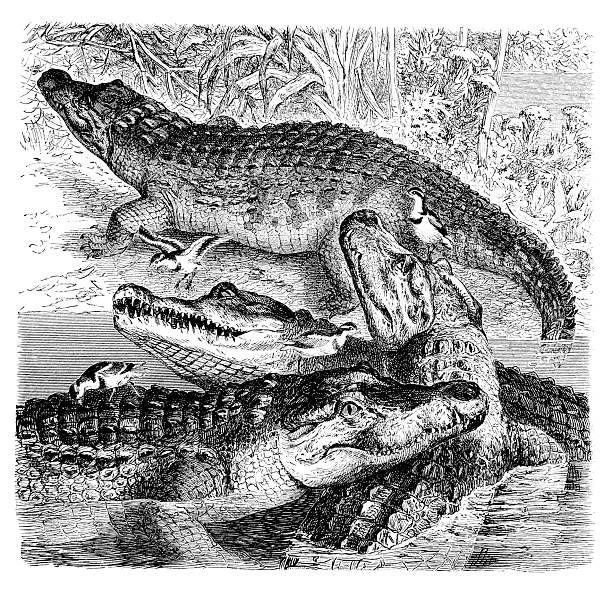 Neil Crocodile