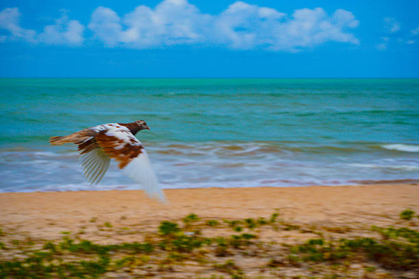 coastline of the state of Paraíba, city of João Pessoa, bird, boats in the Brazilian summer