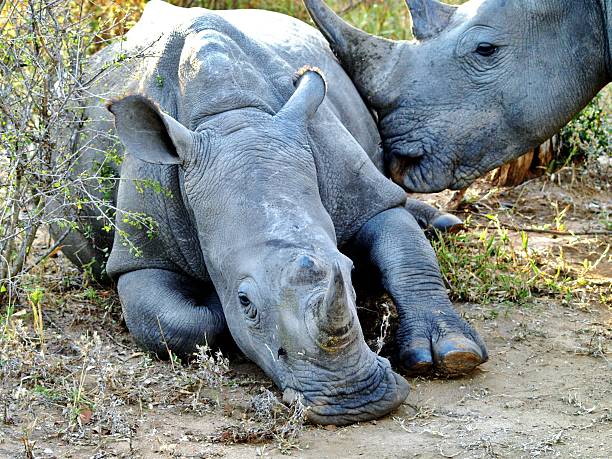 Rhinoceroses Grazing and Resting in natural Savanah Habitat alongside other animals