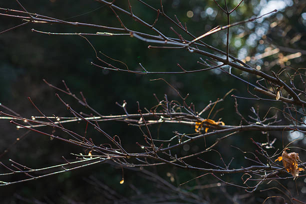 I photographed various plants and flowers in the forest at the beginning of winter, and there were still signs of autumn.