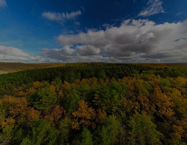 A dense forest in Burgundy showcasing vibrant autumn colors. The trees glow with shades of orange, red, and gold, capturing the quiet beauty of fall and the natural transition of the season.
