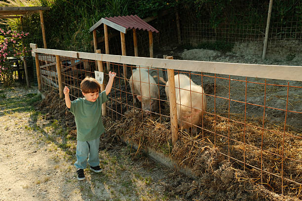 Young child visiting a rural farm, enjoying an outdoor encounter with pigs behind a wire fence on a sunny day