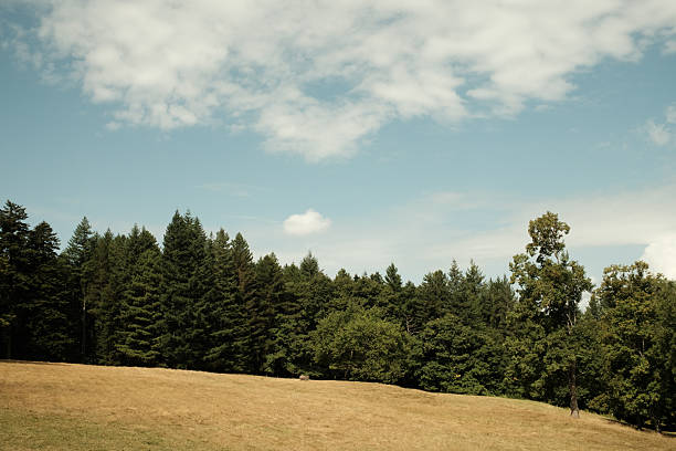 Green coniferous forest and deciduous trees standing at the edge of a dry, grassy field under a bright blue sky with clouds