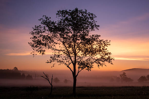 A lone tree stands in sharp silhouette against the expansive sky in Canaan Valley, West Virginia. The clean outline of the branches contrasts with the soft gradient of early morning or late‑evening light, creating a dramatic and minimalist composition. Rolling hills and open meadowland form a subtle backdrop, adding depth without distracting from the striking shape of the tree. The scene captures the quiet, open atmosphere of Canaan Valley, emphasizing natural beauty, solitude, and wide‑open Appalachian landscapes.