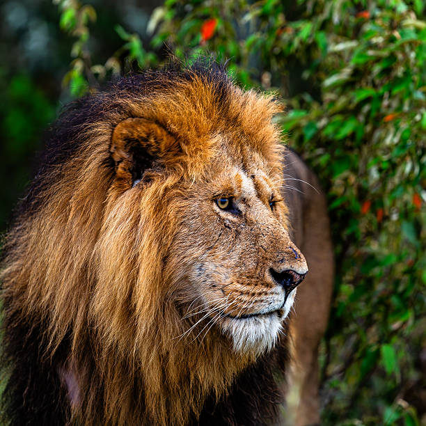 A male lion with a black and golden mane stands among bushes in the wild, watching attentively during a hunting moment. Black-maned males are known for their dominance and greater strength, and such males are often preferred by lionesses, natural habitat, daylight.