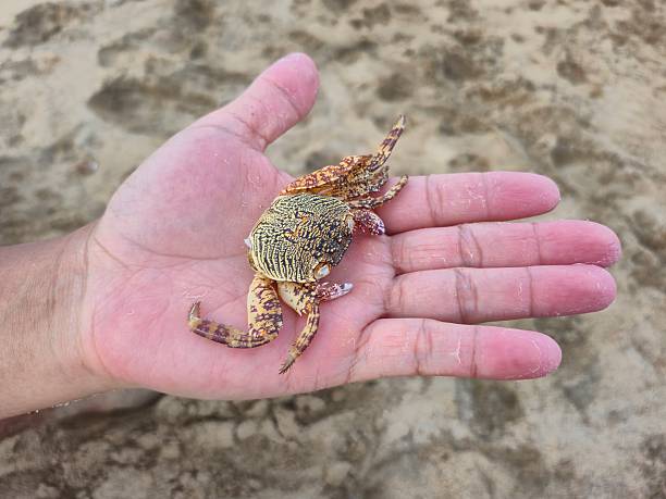 Close-up of a person's hand gently holding a vibrant crab on a sandy beach. This image captures the beauty of marine life and the connection between humans and nature.