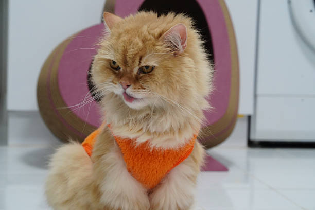 Fluffy orange cat wearing bright orange sweater, sitting indoors with playful expression. cat fur is soft and voluminous, adding to its adorable charm