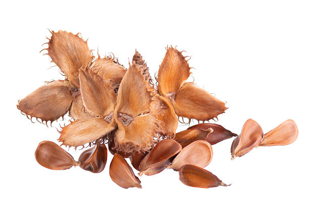 Beechnuts seeds isolated on white background. European beech nuts or Fagus sylvatica. Clipping path