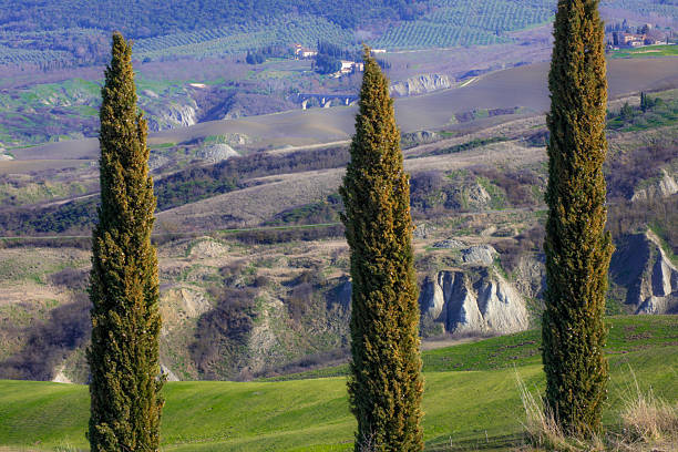 This spectacular landscape is in Val d'Orcia, in Tuscany, Italy. This was in October 2003, probably soon after the field was plowed. In that region you often see a small bunch of trees (in this case cypress) in the middle of a a field, which makes for really beautiful sights.