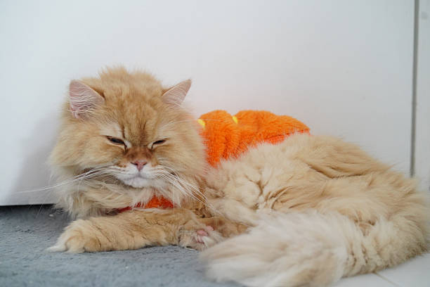 Fluffy orange cat resting peacefully on soft surface, wearing cozy outfit. cat eyes are half closed, exuding calm and relaxed demeanor