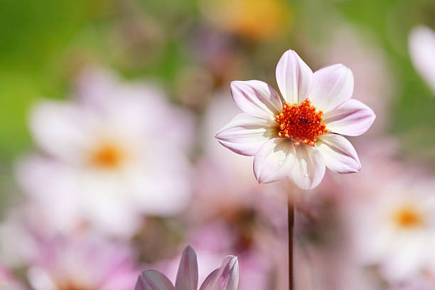 Dahlia Mystic Illusion