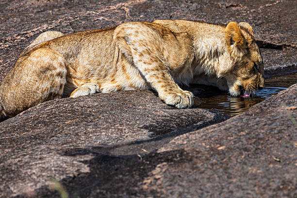 A lion cub drinks water from a rock crevice while standing on rocky terrain, natural habitat, daylight.
