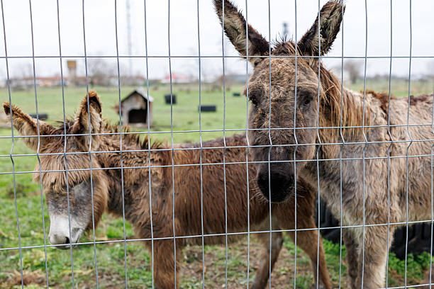 Animal. Brown and gray donkeys near the fence in nature.  Stubborn donkey,  tame beas