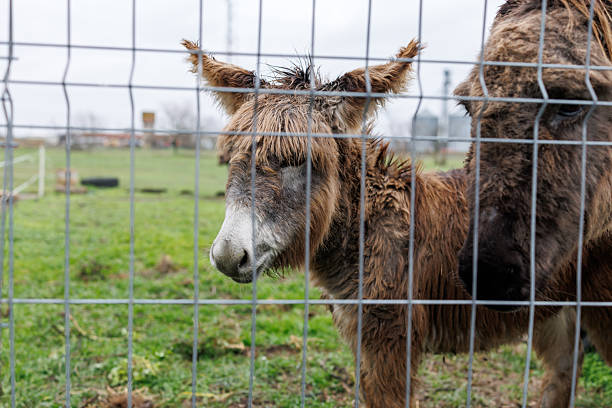 Close-up shot of mother donkey and foal behind metal wire fence on green pasture