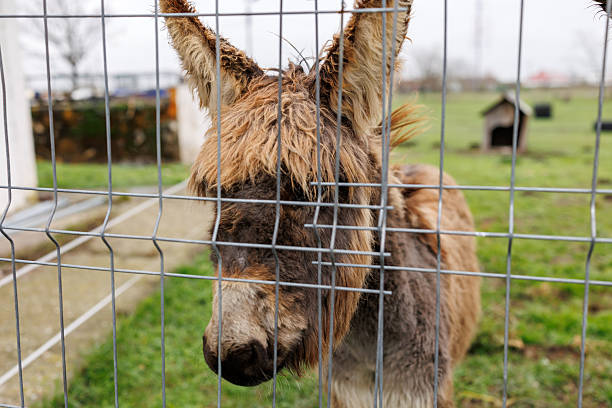 Portrait of cute baby shaggy Donkey on a Farm standing behind metal wire fence