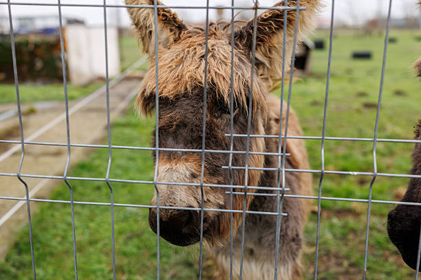 Portrait of cute baby shaggy Donkey standing on green pasture and looking at camera through metal wire fence