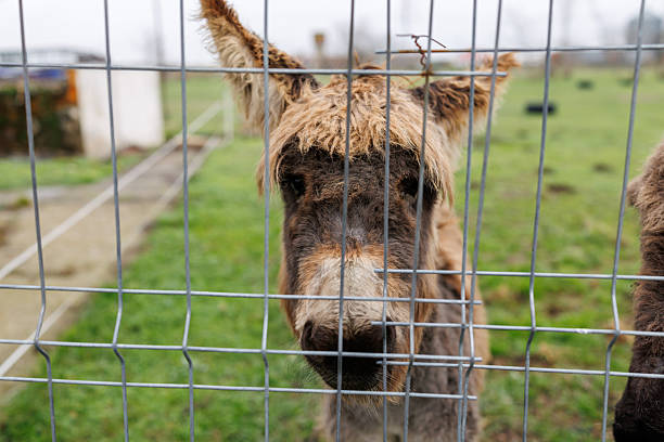 Portrait of cute baby shaggy Donkey standing on green pasture and looking at camera through metal wire fence