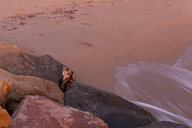 A beautiful calico cat sitting on large coastal rocks by a sandy beach as gentle ocean waves wash ashore under natural light