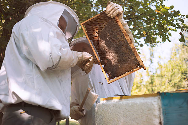 A pair of beekeepers in protective beekeeping suits lifting a bee-covered frame from a hive while checking the colony.