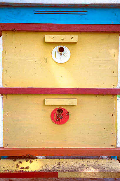 A close-up of a brightly painted wooden beehive with bees gathering around the entrance discs in an outdoor apiary.