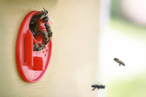 A close-up view of honeybees flying and crawling around the entrance of a wooden beehive in an outdoor apiary.