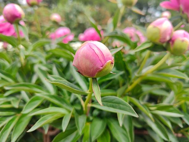 May 15, 2023, Changchun, Jilin. Only peonies have the true national color, and when flowers bloom, they move the \