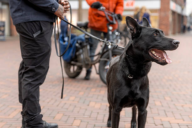 A working police dog on patrol in Delft