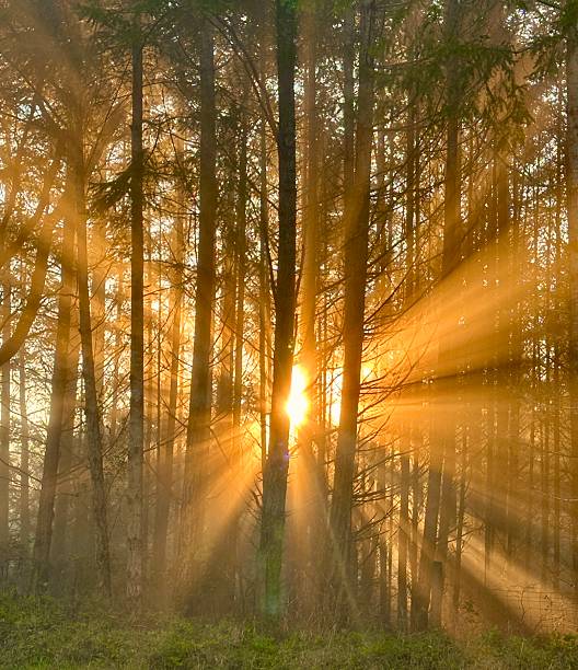 Leafs of a beech tree forest during a foggy autumn morning with sunlight through the canopy. The forest ground is covered with brown fallen leaves while there is sunshine coming through the green leafs on the trees.