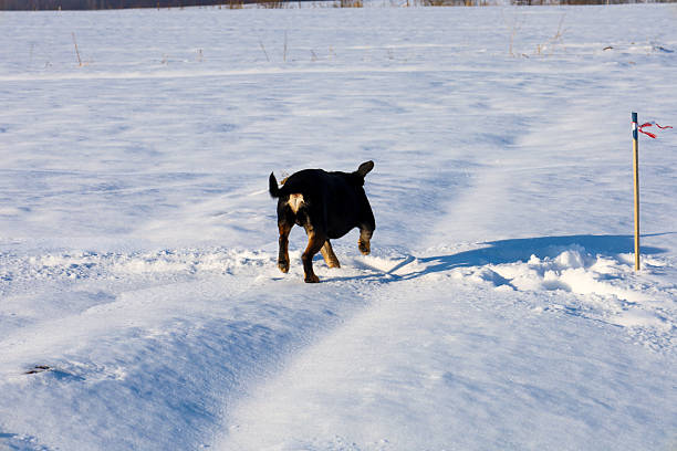 A black dog runs energetically through deep white snow on a bright sunny day in an open area. The animal enjoys an active walk, leaving clear tracks on the snowy field under a clear winter sky.