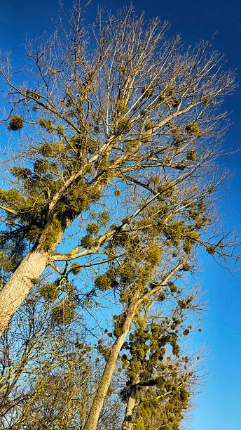 Mistletoe (Viscum album) plant on an Black poplar (Populus nigra)