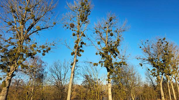 Mistletoe (Viscum album) plant on an Black poplar (Populus nigra)