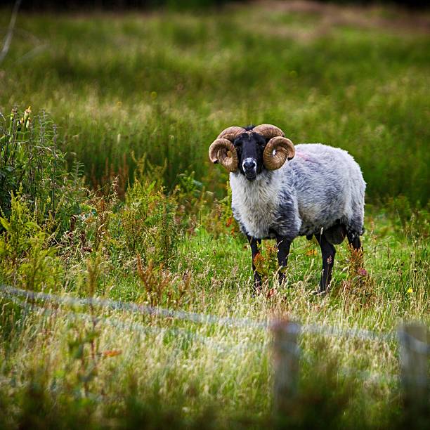 Blackface Mountain Sheep Ram a hardy traditional breed with distinctive horns on both ewes and rams.