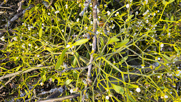 Mistletoe plant - Viscum album