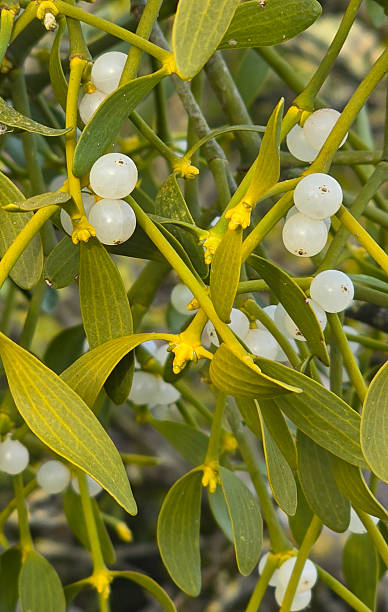 Mistletoe plant - Viscum album