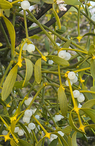 Mistletoe plant - Viscum album